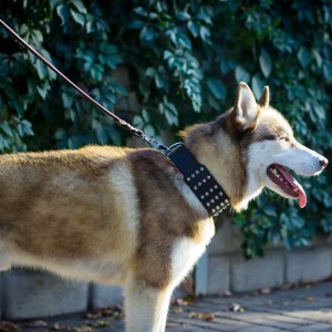 Коричневый кожаный поводок для хаски «Amazing stroll» карабин HS